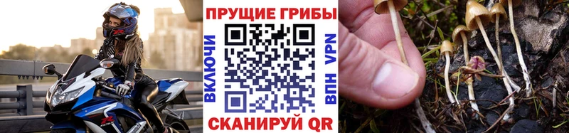 Псилоцибиновые грибы прущие грибы Купить Любань